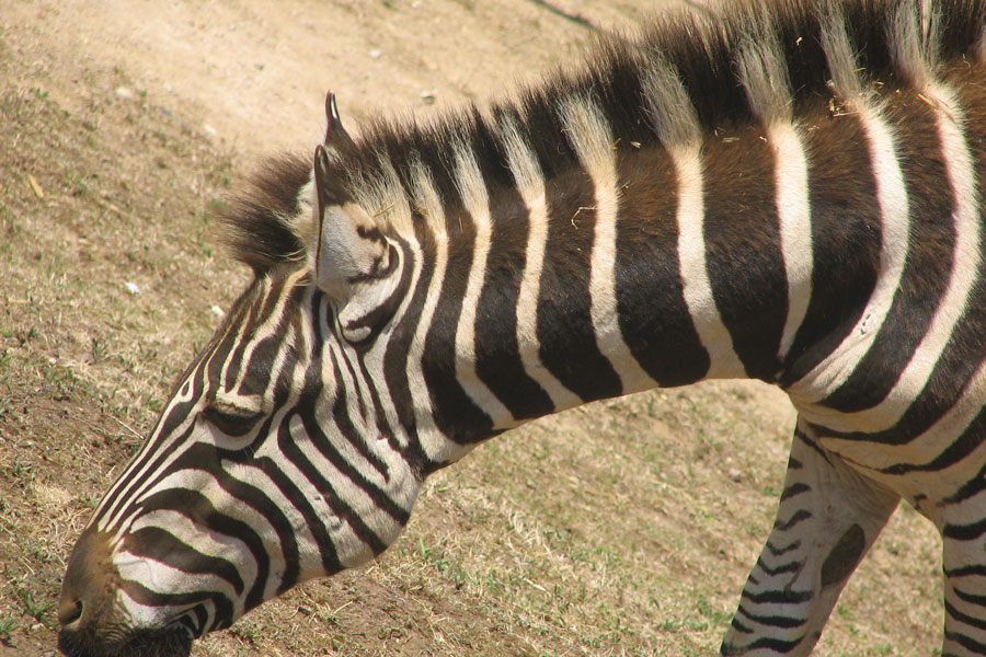 Zebra